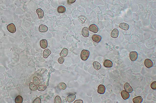 Psathyrella hirtosquamulosa   (Peck)   A. H. Smith